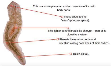 how are planaria similar to humans